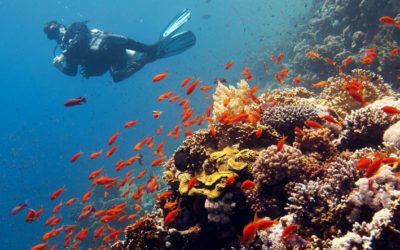 Guidance Notes For A Safe Return To Diving